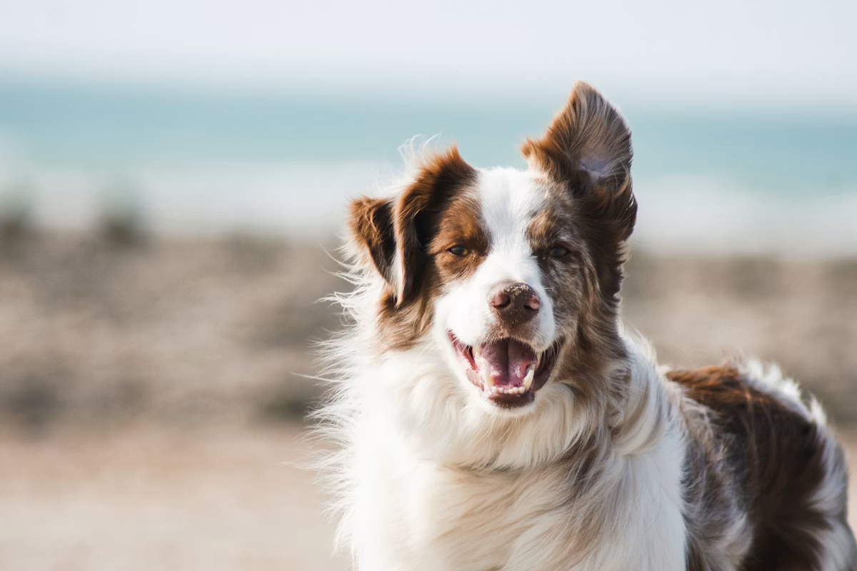 brown and white dog on the beach